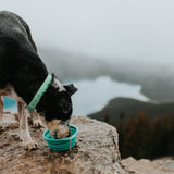 Collapsible Travel Bowl