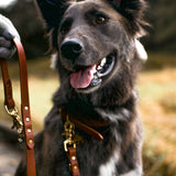 Mahogany - Classic Leather Dog Leash