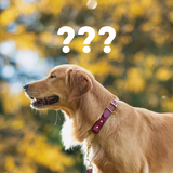 Mystery Biothane Martingale Collars