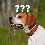 Mystery Biothane Classic Collars