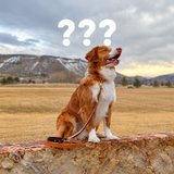 Mystery Leather Traffic Handle Leashes