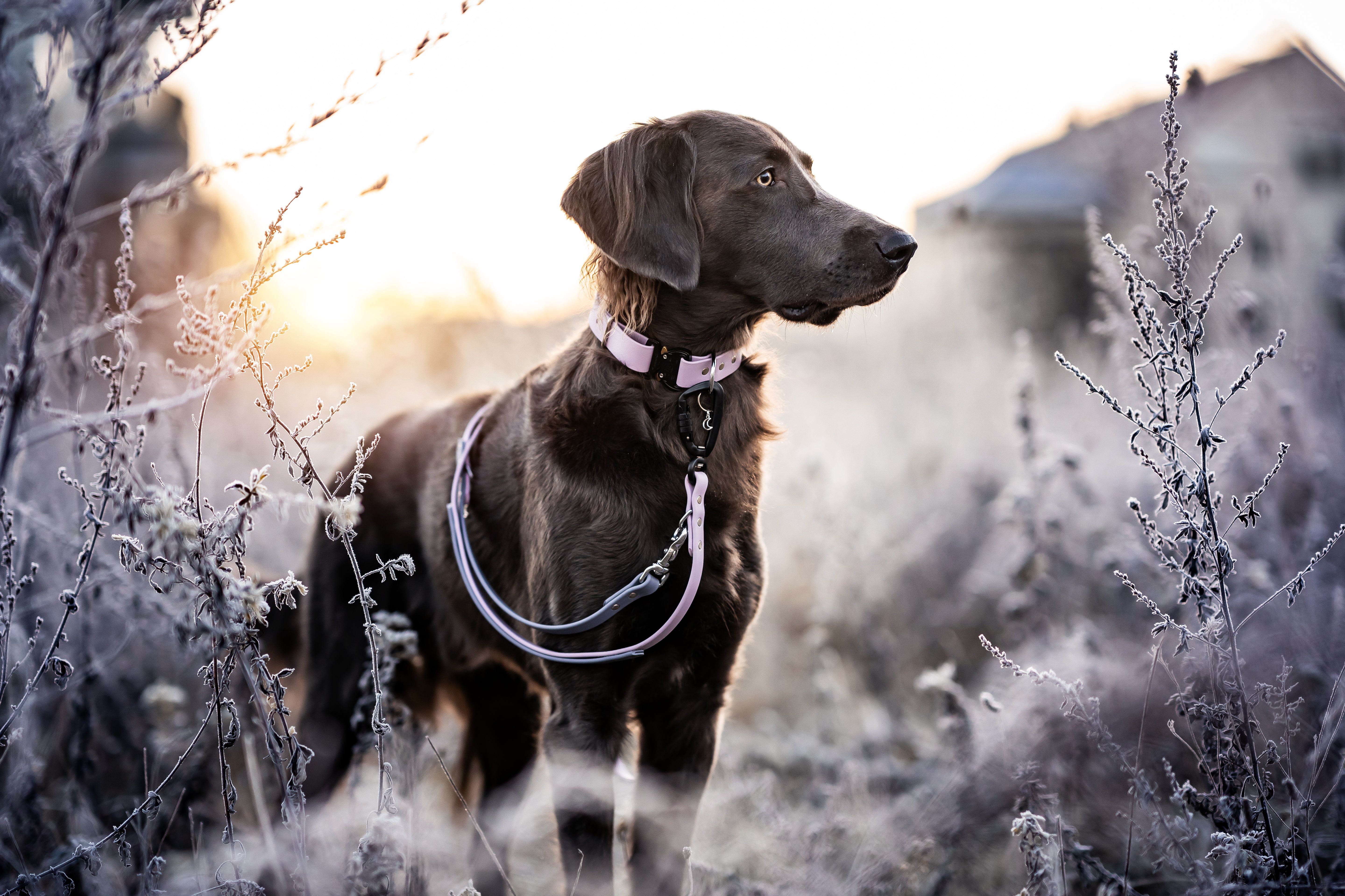 Handmade Dog Goods, Built to Last.