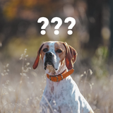 Mystery Leather Classic Collars